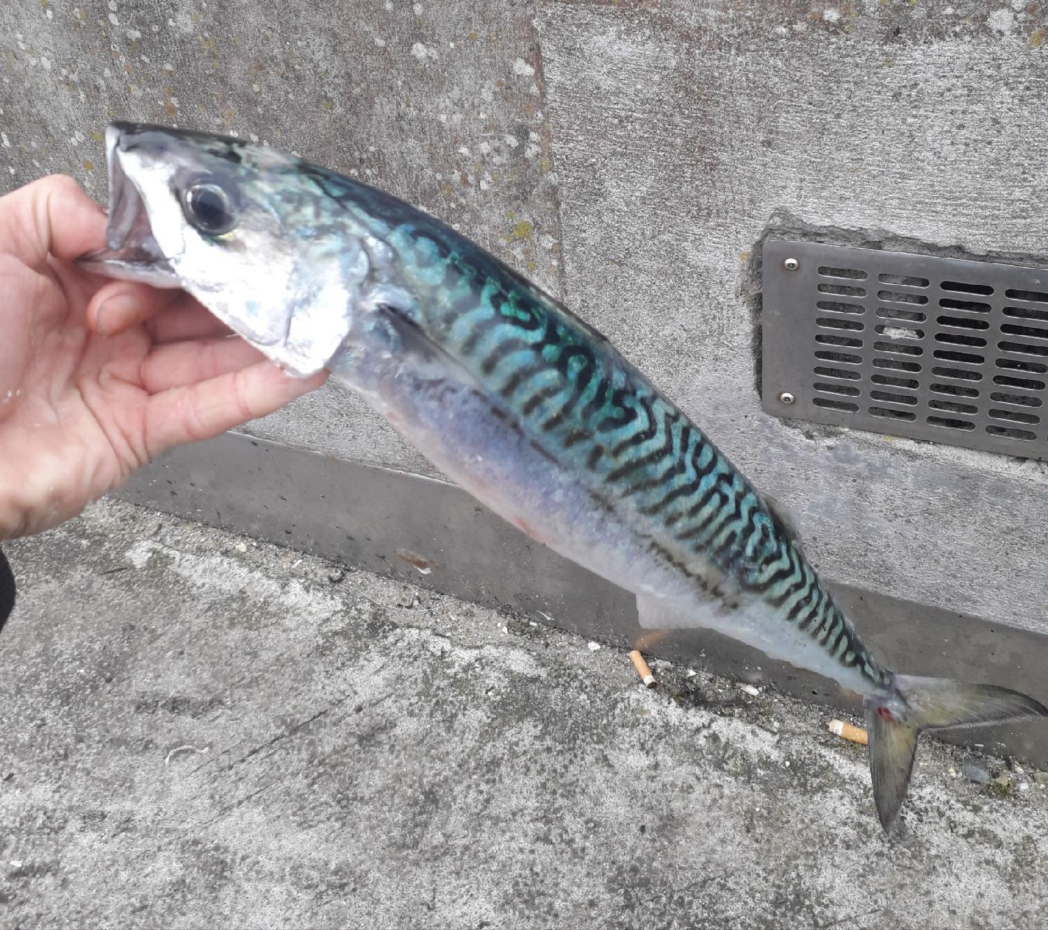 Last Mackerel caught FishFriender